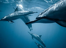 官方赛程-外媒：冬泳爱好者成北京冬日风景线